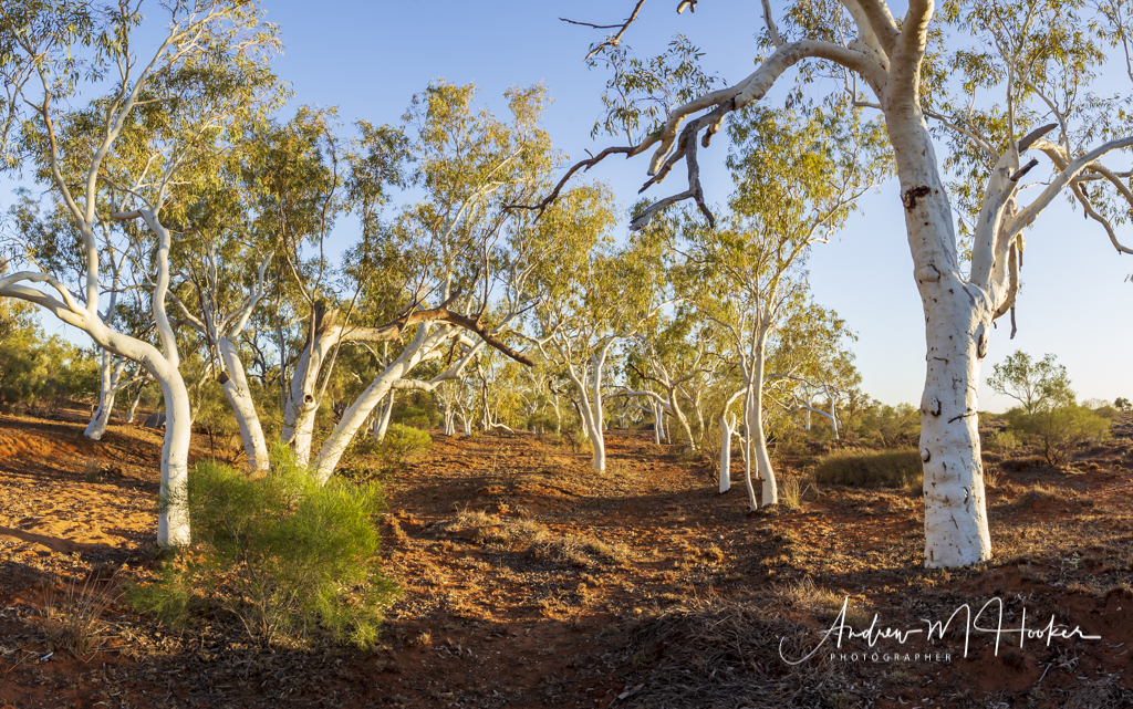 Yanarrie River Trees